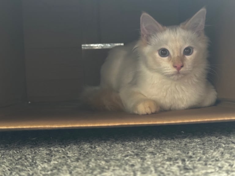 Rag doll kitten about 6 months old 