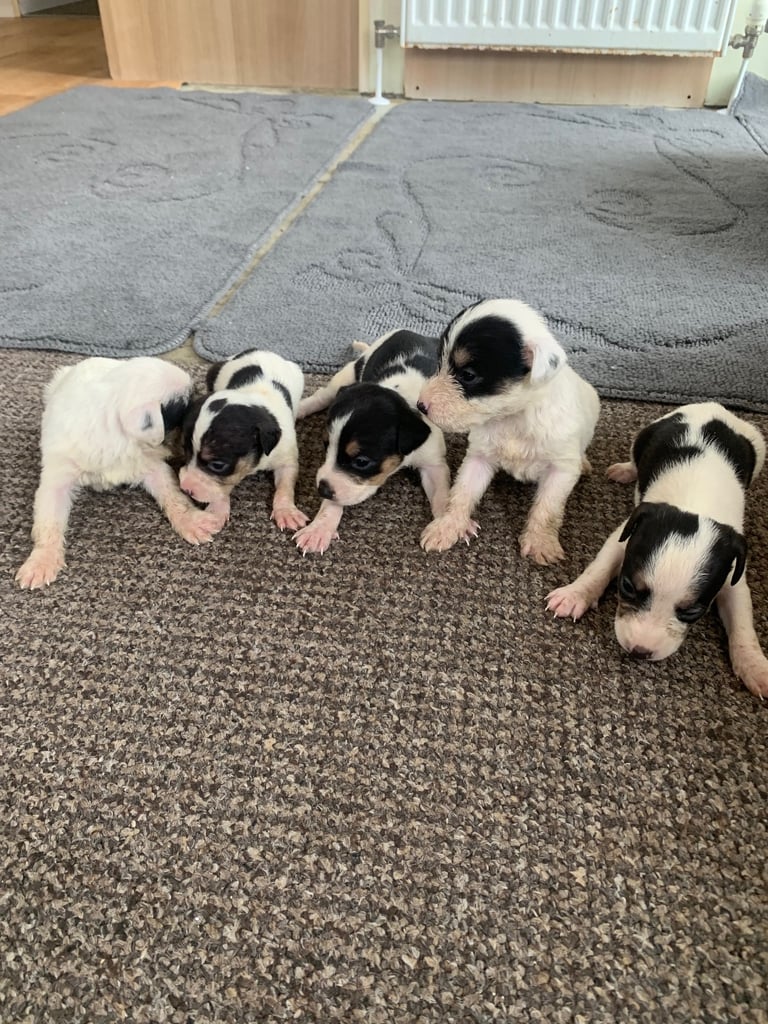 Jack Russell puppy’s 