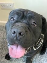 image for Cane Corso for sale