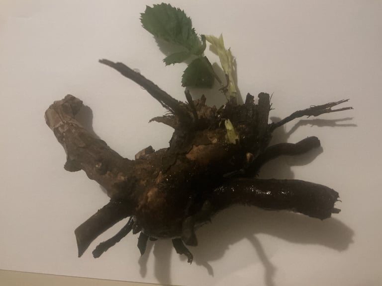 Blackberry Bare Root Ball Plant