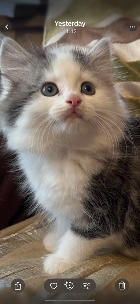 Stunning fluffy and short haired ready now