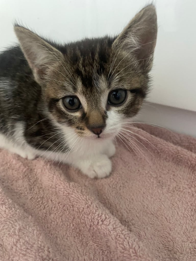 3 beautiful female kittens for sale 
