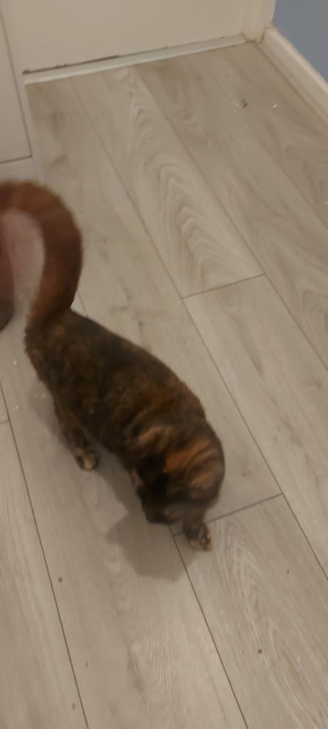 Beautiful black and ginger cat 6 months old last one available now only £150