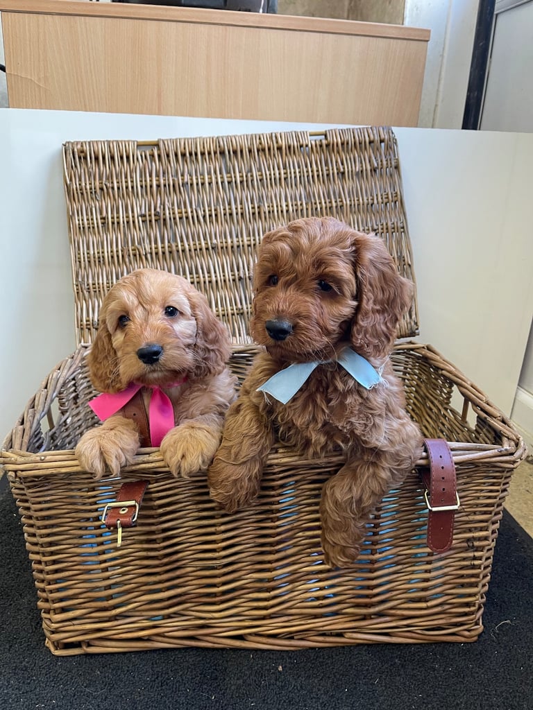 Red cockapoo puppies 