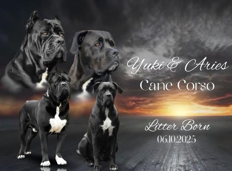 Yuki X Aries Russian Champ Bloodlines Cane Corso Puppies