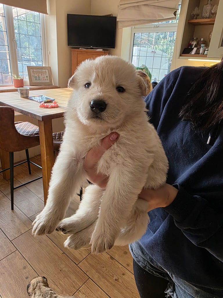 German shepherd cross puppies