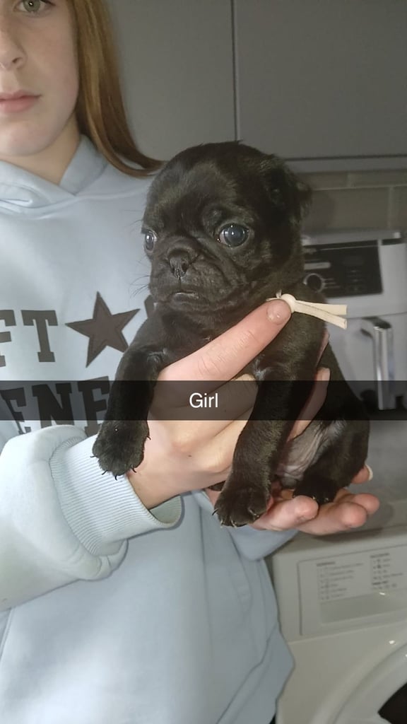 Pug puppies 