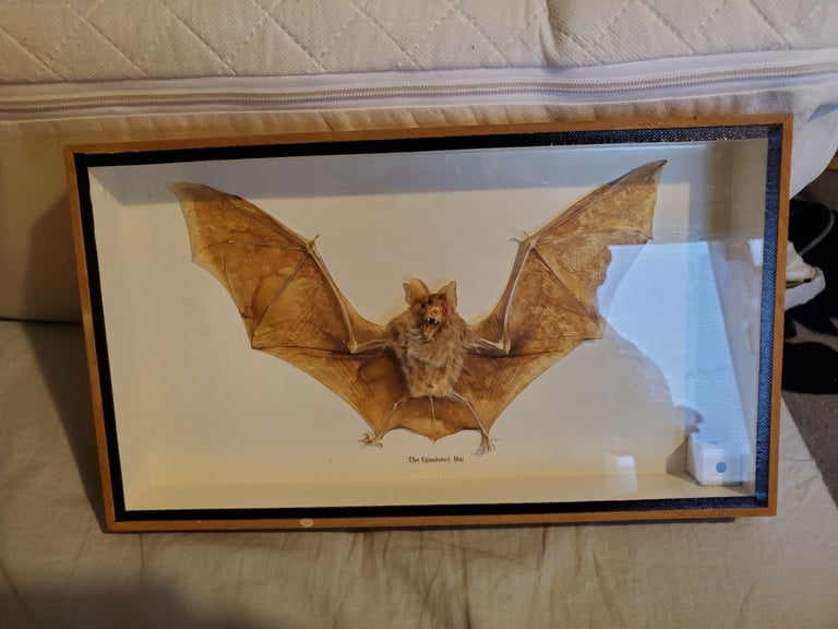 Bat taxidermy 