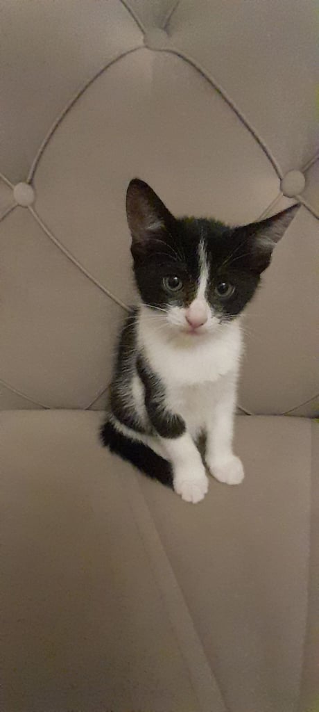 Black and white kittens ready home