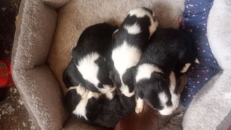 Collie puppies for sale 
