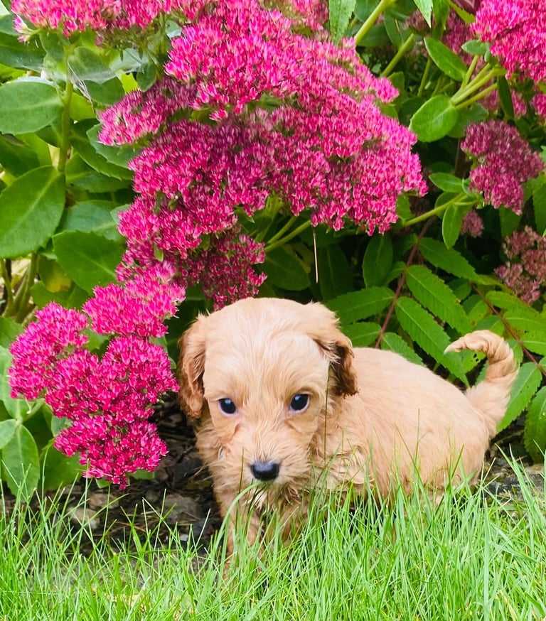 Cockerpoo puppies 