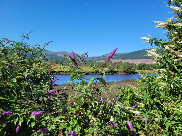 looking for introverted chill kind considerate roommates for lochside flat in nature