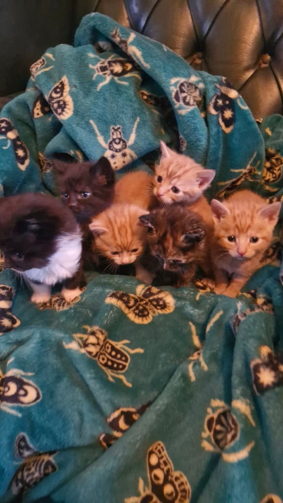 Kittens ready on 26th November 