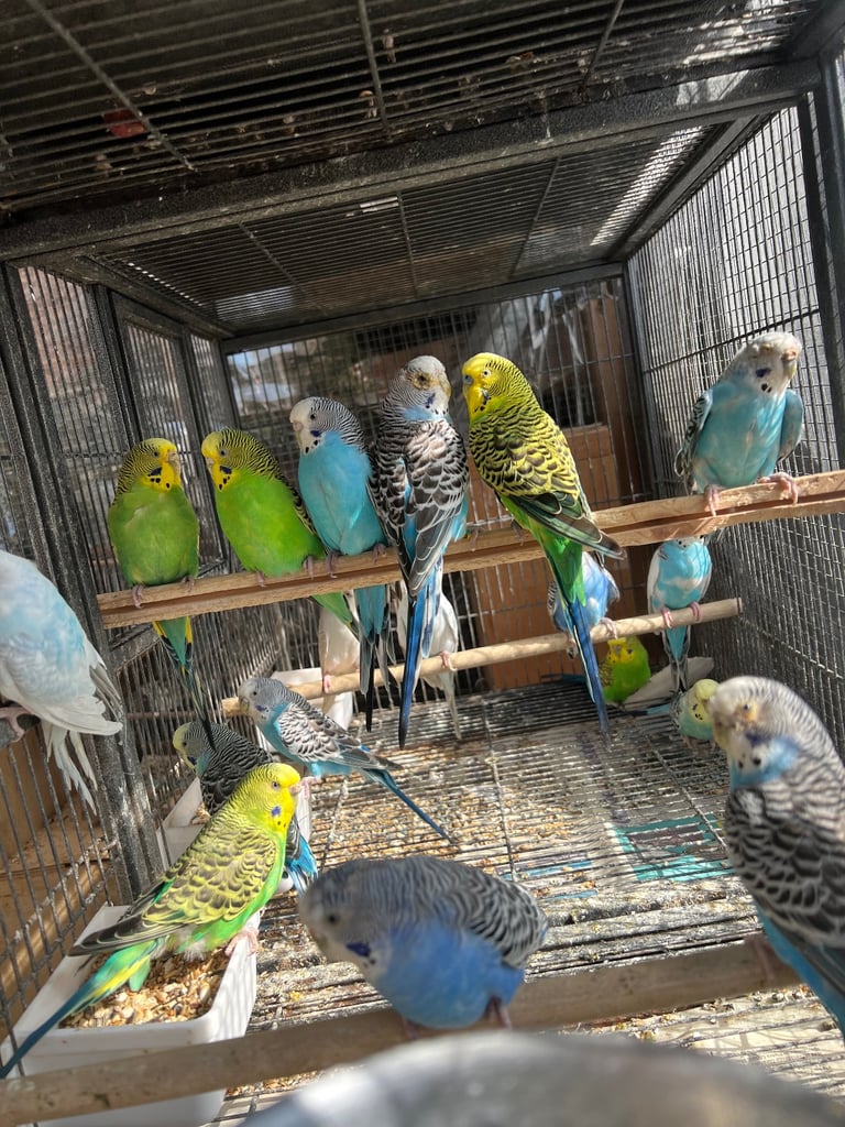 Budgies and cocktail for sale