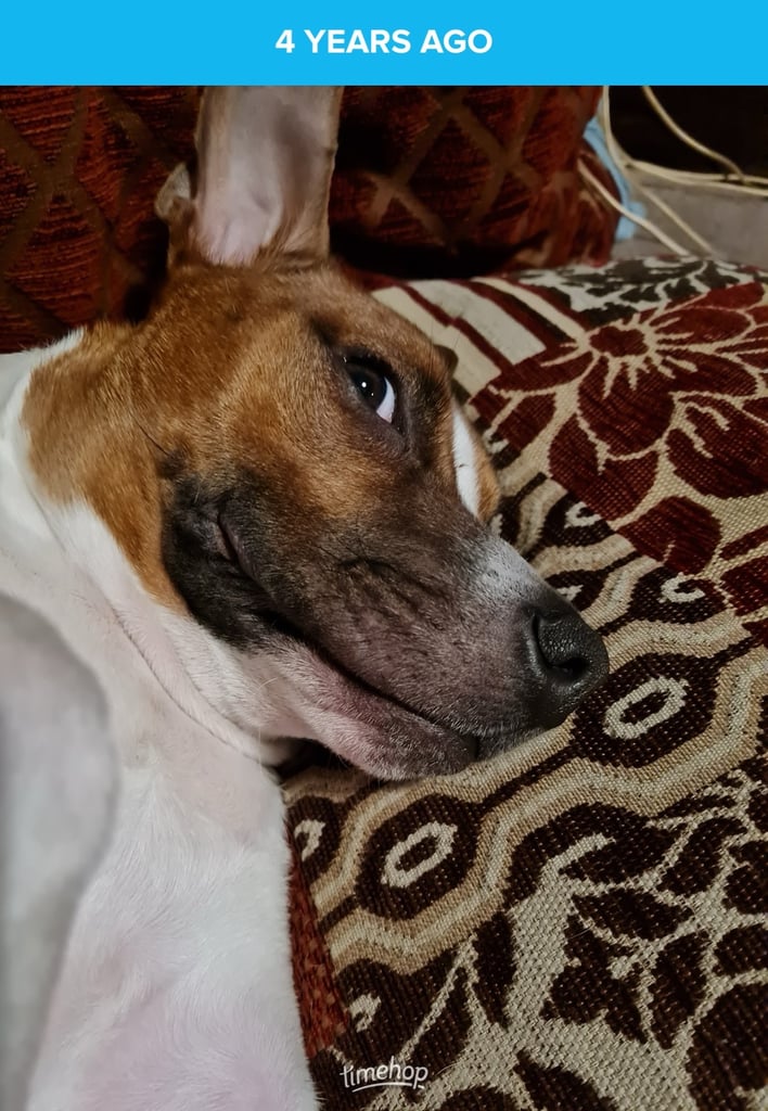 Beautiful Staffy cross