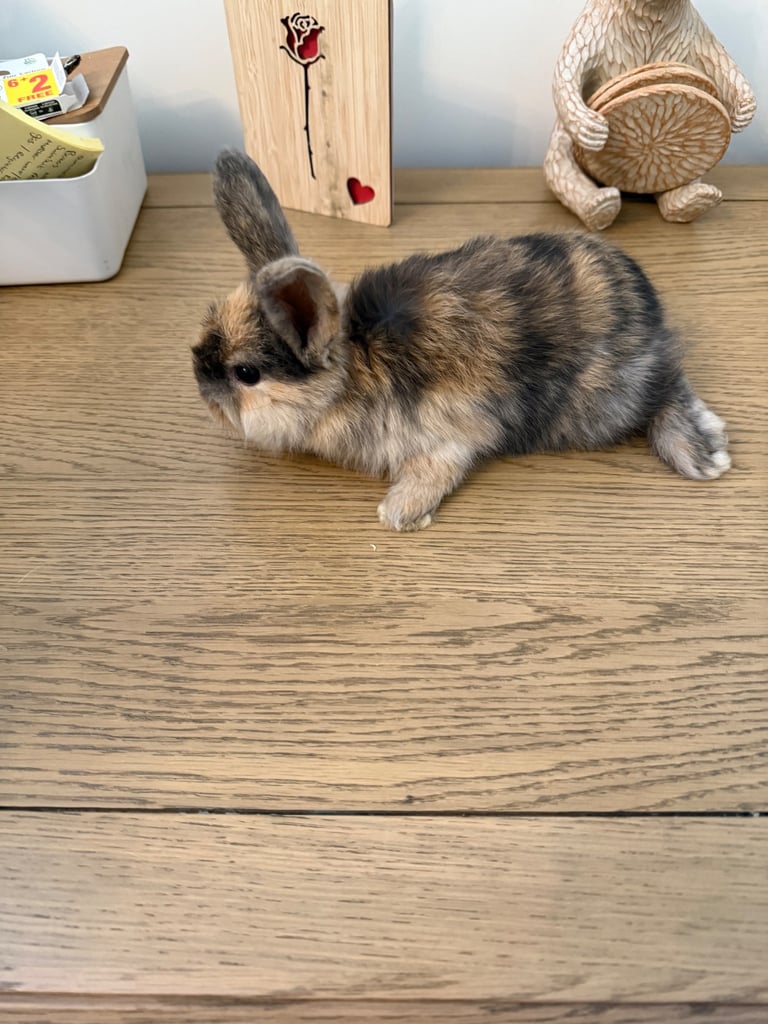 Mini lop rabbits