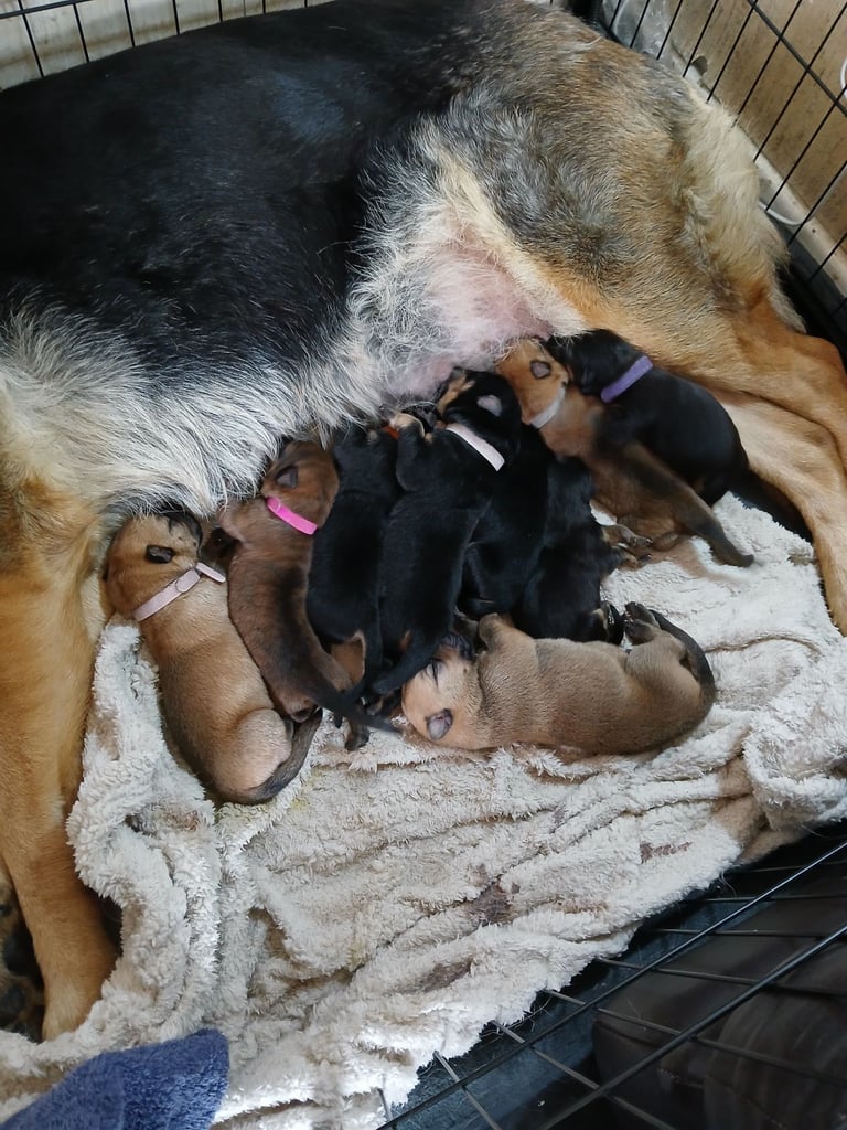 German shepherd x bull mastiff puppies 