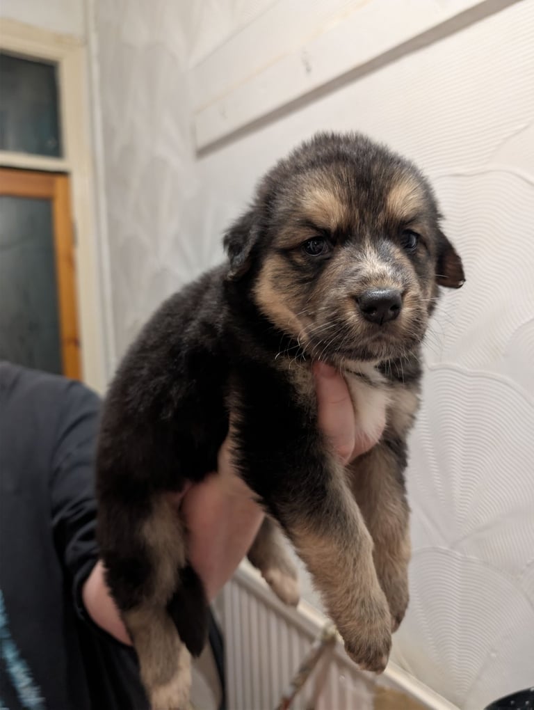 St Bernese mountain dog  X puppies