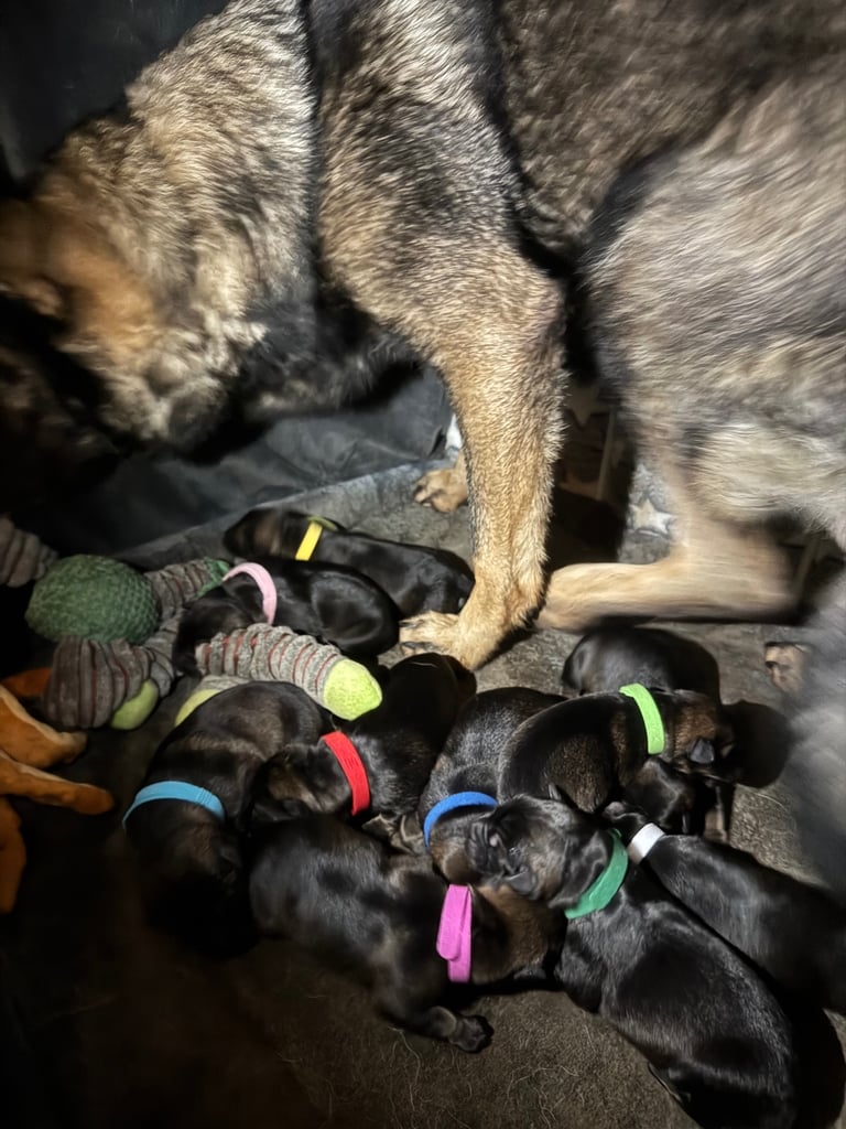 Stunning German Shepard Litter, Only 5 Girls Left!