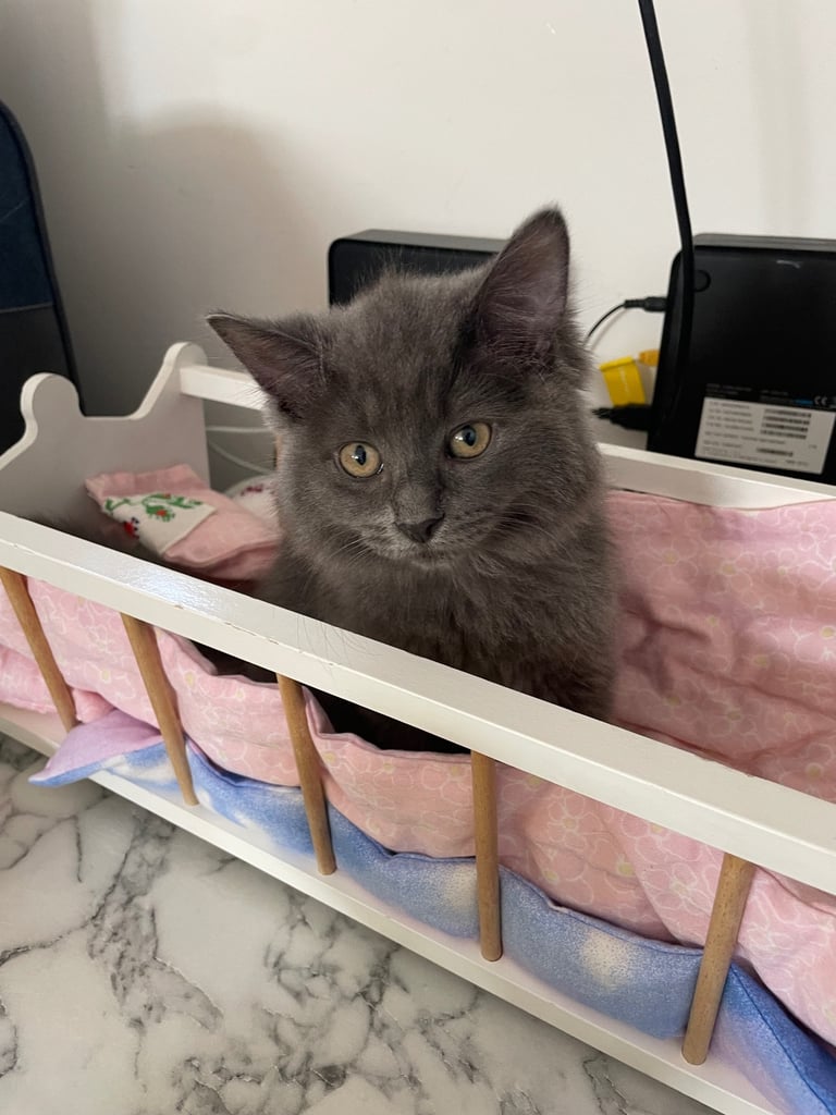 Female Russian long haired kitten 4 months old 