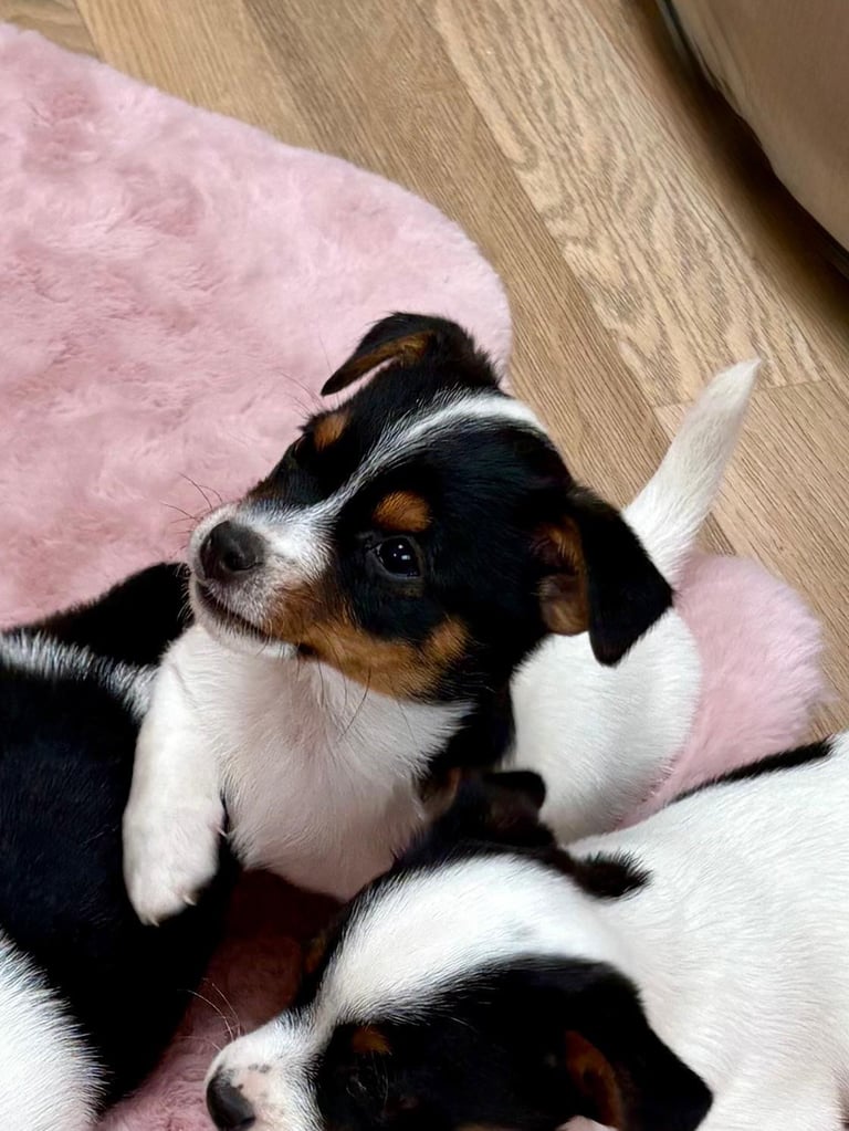 Traditional Miniature Jack Russell Puppies!