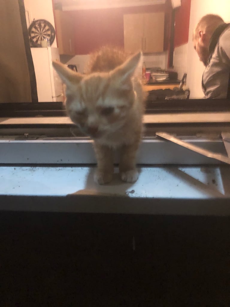 Beautiful Bombay  kittens 