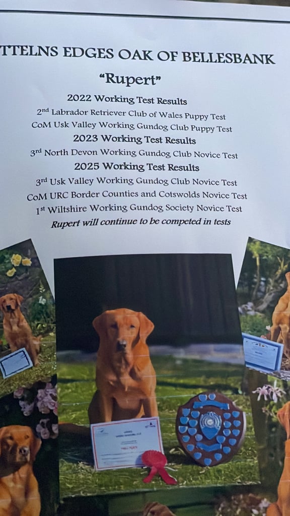 Red Fox Labrador puppies
