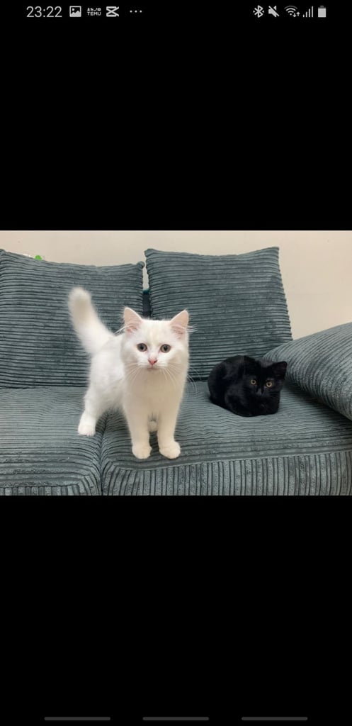 Stunning turkish angora cat