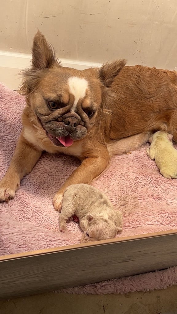 French bulldog puppy (girl)