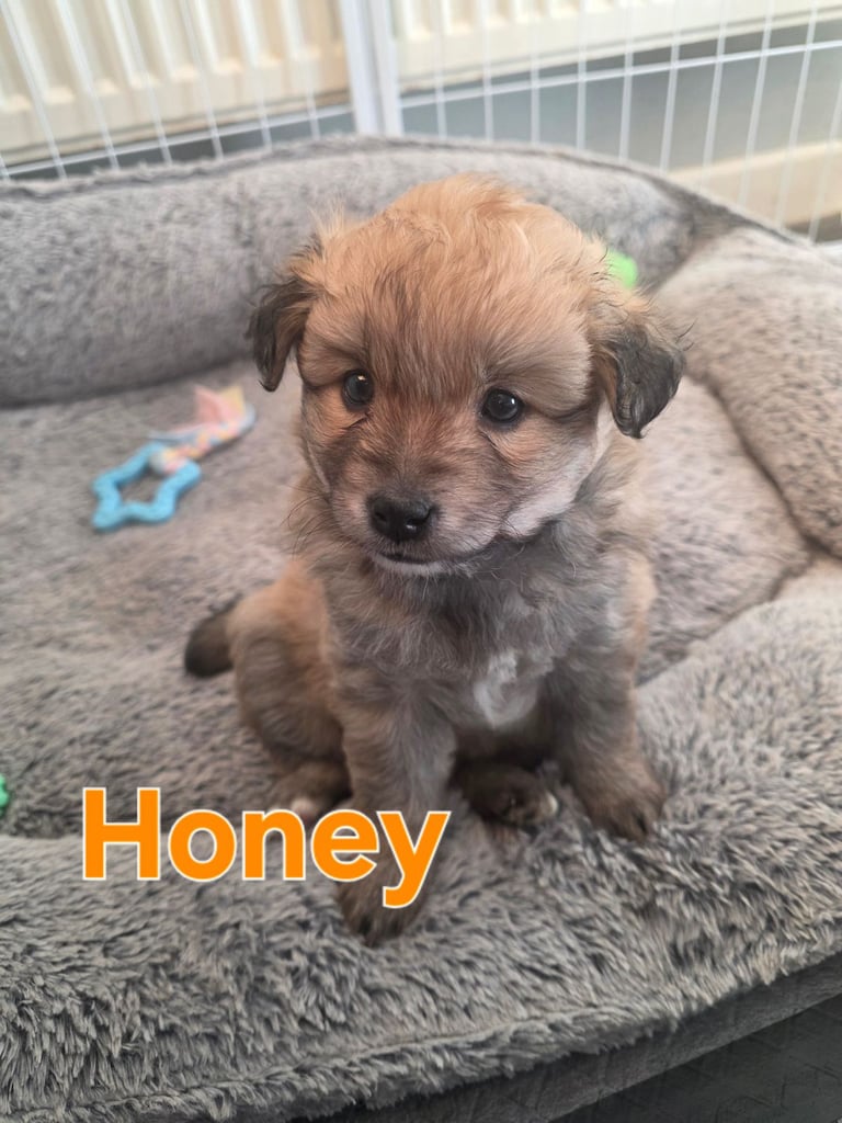 Pomsky F3b puppies