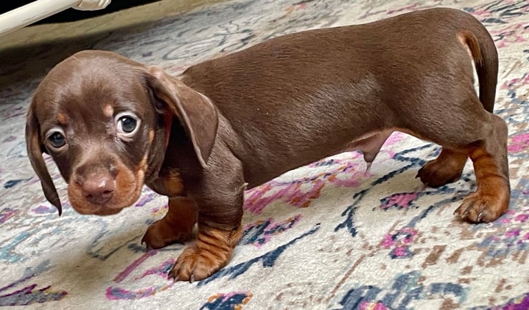 One Mini Smooth Male Chocolate/Tan Dachshund Puppy