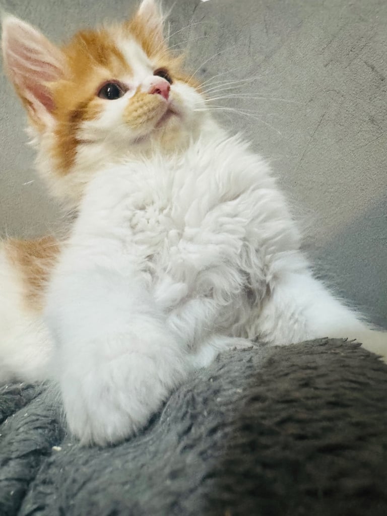 🐾 Adorable Maine Coon Mix Kittens – Ready for Their New Homes! 🐾