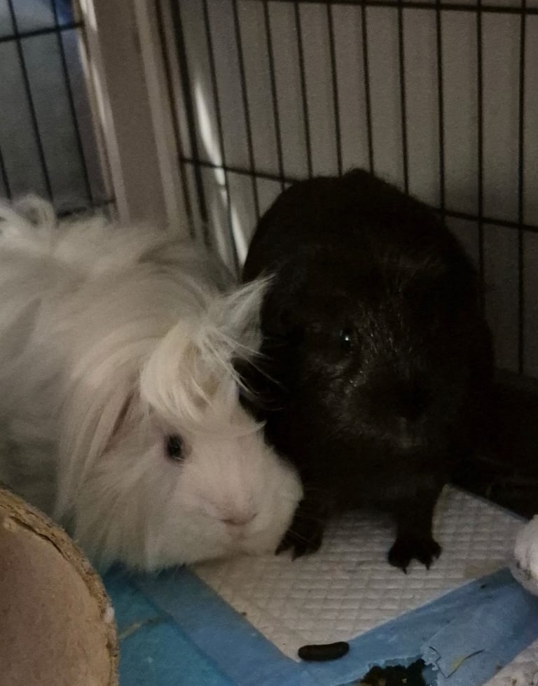 6 month old guinea piggies for adoption