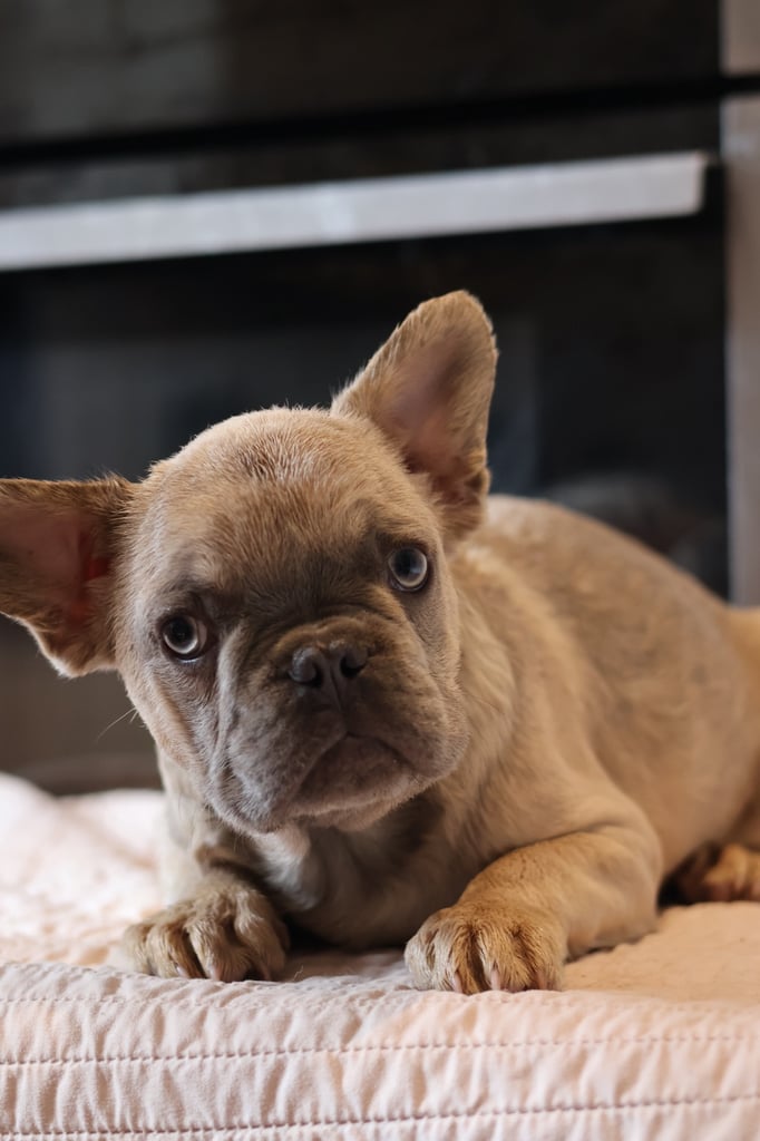 French bulldog fluffy 