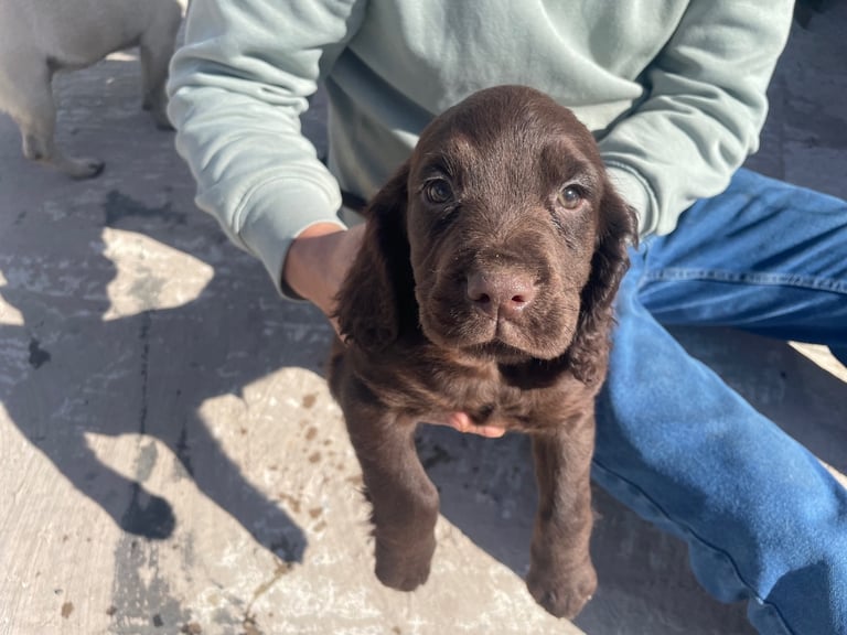 Cocker spaniel puppies