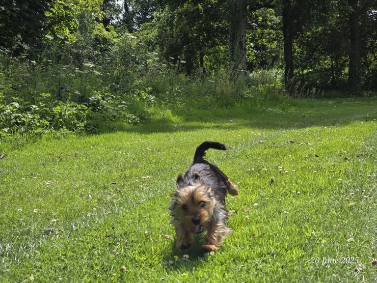 10 month old Yorkshire terrier 