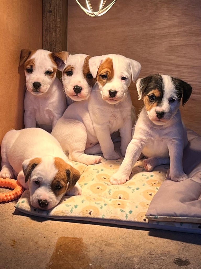 Quality Parson Russell Terriers For Sale