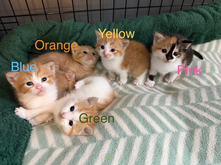 Beautiful Kittens  😍