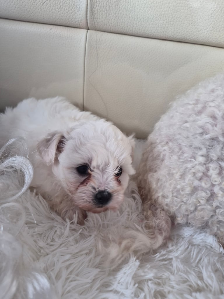 Beautiful little puppies bejan freeze mountains 