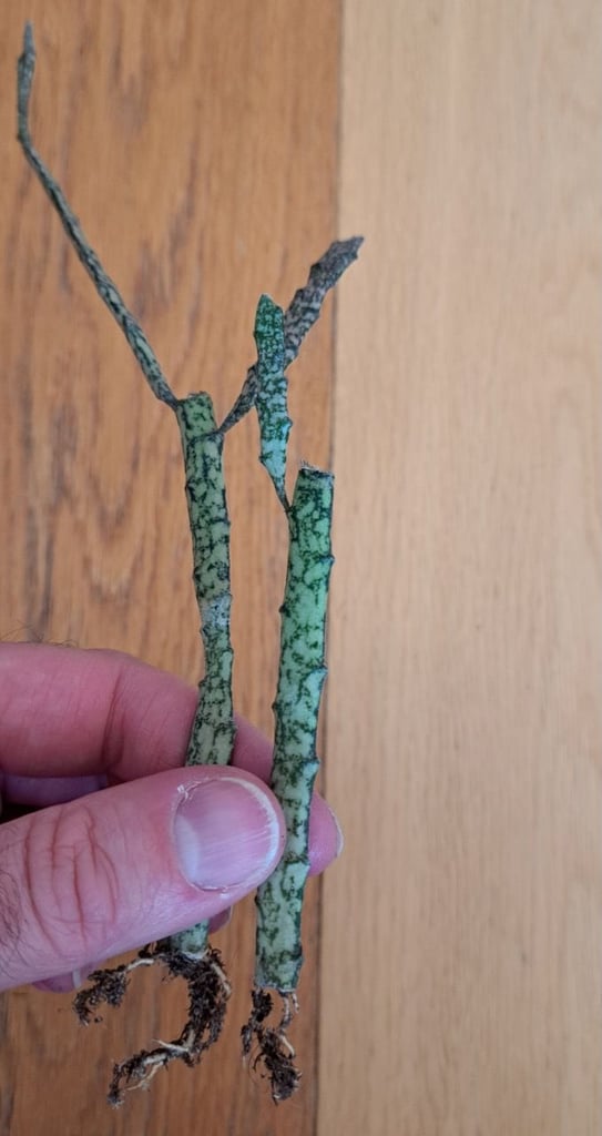 Euphorbia "dead stick plant" - succulent plant houseplant