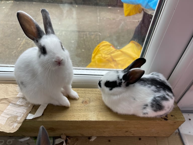 Gorgeous friendly 3 month old rabbits