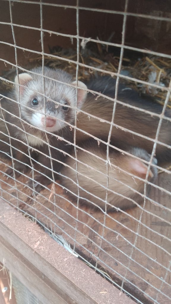 image for Ferrets kits from this year left 