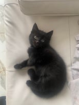 £250 tabby black kitten 