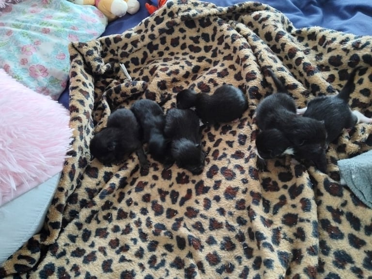 6 kittens