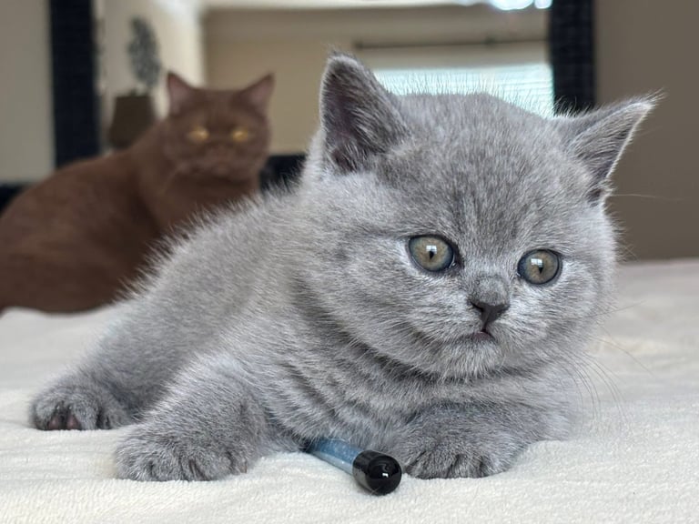 Stunning British shorthair kittens