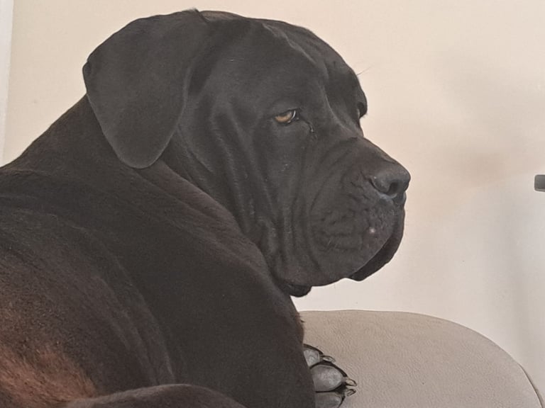 Cane corsa 
