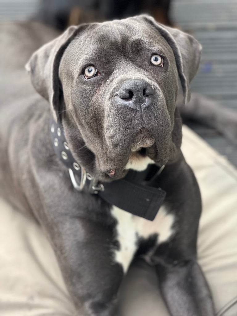Cane corso male 10 month 