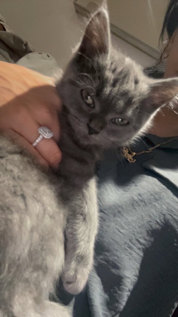 British Short Hair Beautiful grey kitten 