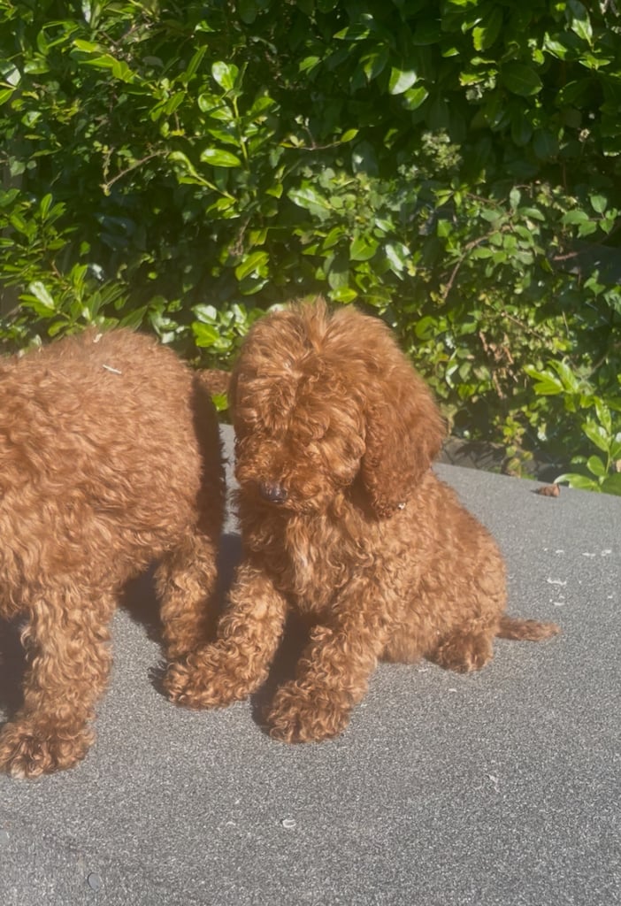 image for Red Standard poodles 
