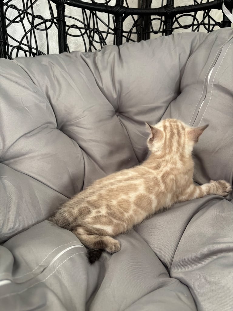 🐾Gorgeous Pure Bengals Ready Now🐾